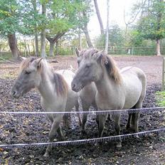 Tarpaner Viermosens Tribini