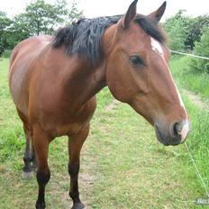 Pinto Bacardi Breezer **SOLGT**