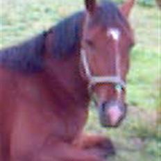 Pinto Bacardi Breezer **SOLGT**