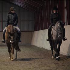 Dansk Varmblod Chiquita Landro Camare  SOLGT