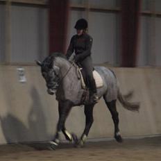 Dansk Varmblod Chiquita Landro Camare  SOLGT