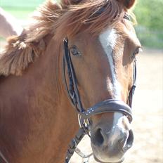 Tysk Sportspony Dakota 195 <3 SOLGT