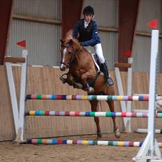 Tysk Sportspony Dakota 195 <3 SOLGT