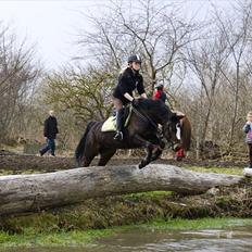 Welsh Pony (sec B) Søborggårds Romance *part* :D <3