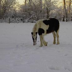 Irish Cob Kira