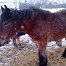 Belgier Mette Støvringgård 
