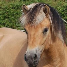 Anden særlig race Missel Anton *Solgt*