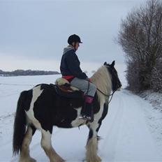 Irish Cob Kavanaugh/Kavanaugh'ty ;)