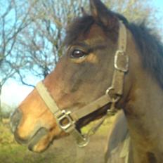 Anden særlig race Dyrkærgårds Atlantis