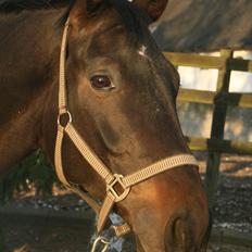 Anden særlig race Brøderups Brimer