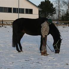 Anden særlig race Brøderups Brimer