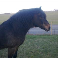 Koldblodstraver Bruna (Bumle) R.I.P