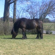 Koldblodstraver Bruna (Bumle) R.I.P