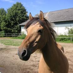 Anden særlig race Flanagan