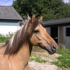 Anden særlig race Flanagan