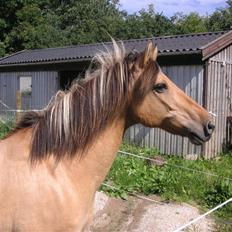 Anden særlig race Flanagan