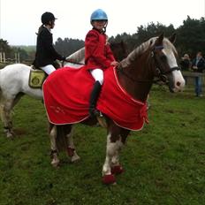 Welsh Cob (sec D) Sir Ginger Web