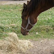 Pinto Stengårdens MR Fighter