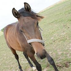 Pinto Stengårdens MR Fighter