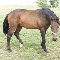 Pinto Stengårdens MR Fighter