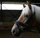 Haflinger Kiwi elghuset