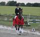 Hollandsk Sportspony Orchids Tigertail  A-pony