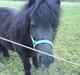 Shetlænder Olga R.I.P In my heart!:(