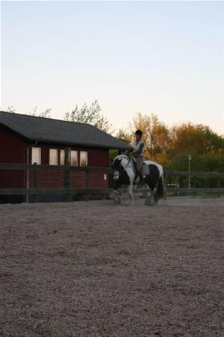 Irish Cob Gipsy King billede 2