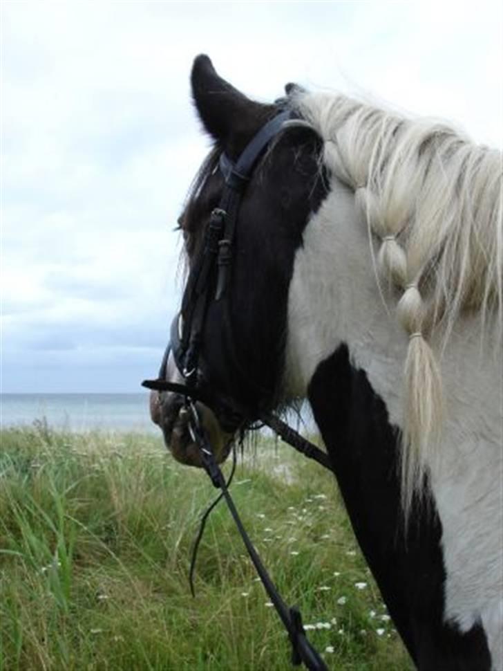 Irish Cob Gipsy King billede 3