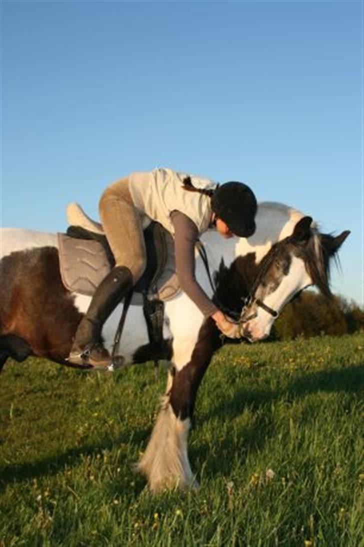 Irish Cob Gipsy King billede 5