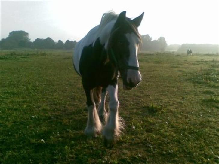Irish Cob Gipsy King billede 6