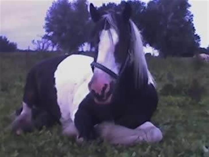 Irish Cob Gipsy King billede 7