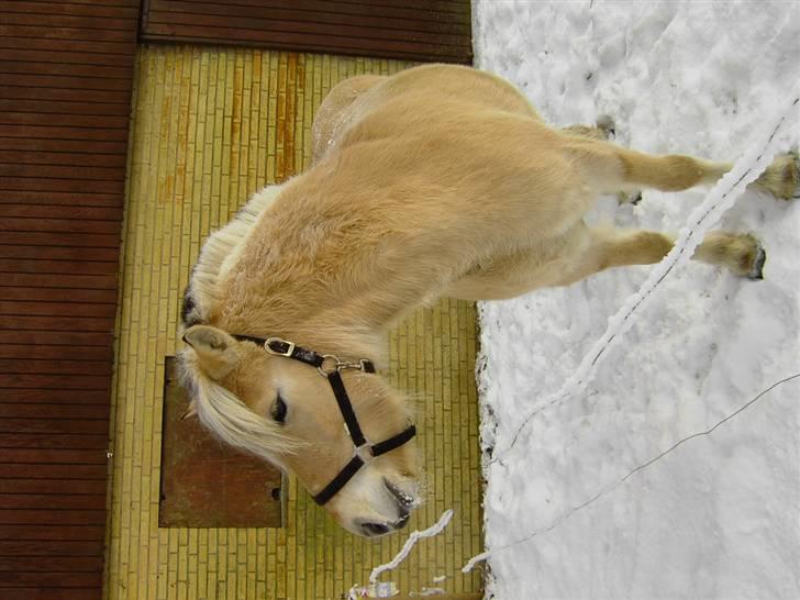 Fjordhest Julie Glarmosen billede 2