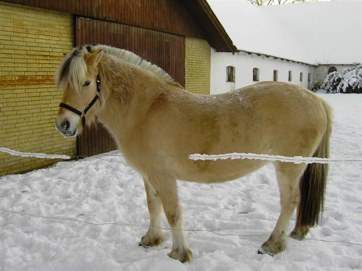 Fjordhest Julie Glarmosen billede 3