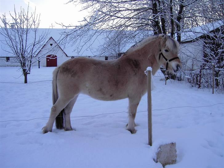Fjordhest Julie Glarmosen billede 4