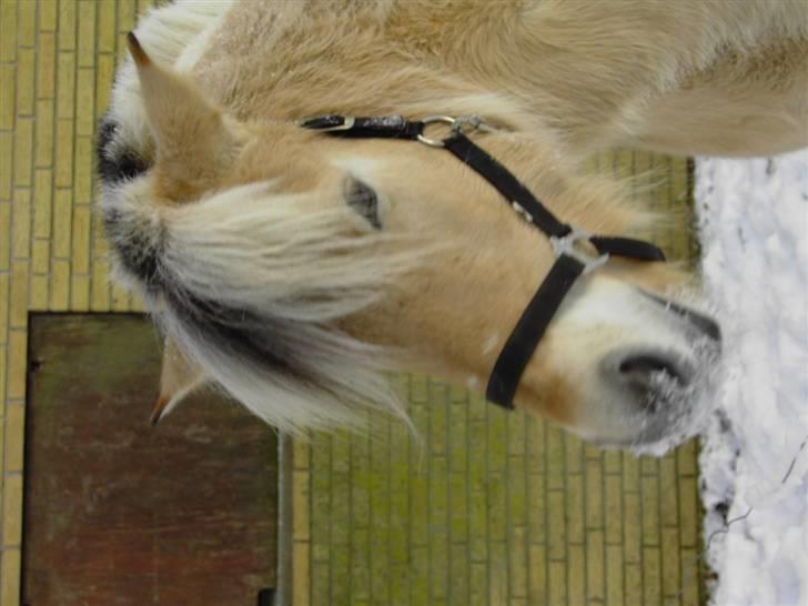 Fjordhest Julie Glarmosen billede 5