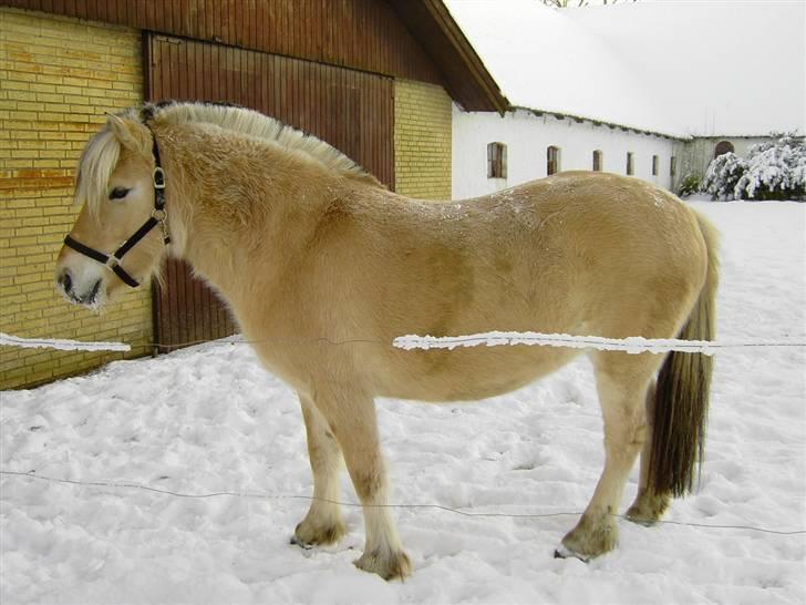 Fjordhest Julie Glarmosen billede 6
