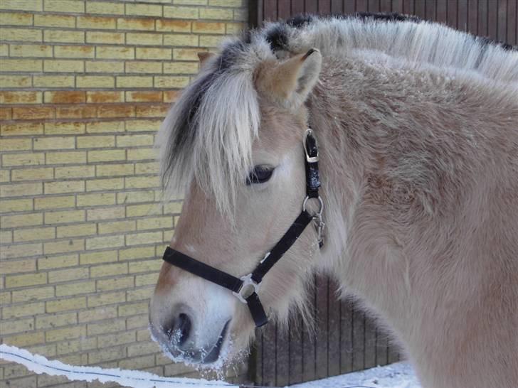 Fjordhest Julie Glarmosen billede 7