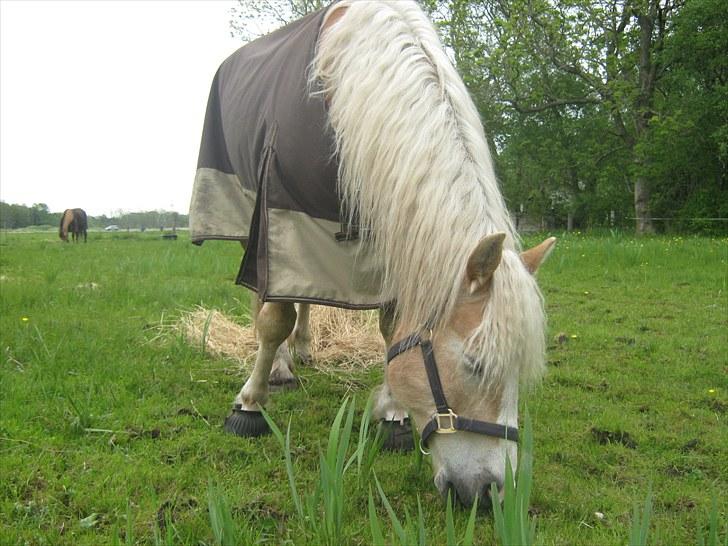 Haflinger Herkules kaldes Laffe himmel hest for altid savnet - Laffe er som sagt mors stor dreng og vi elsker ham over alt <3 :´* billede 2