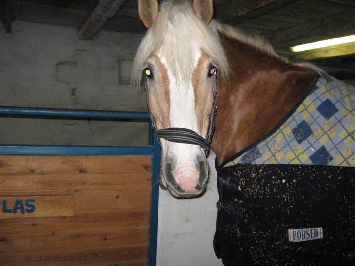 Haflinger Herkules kaldes Laffe himmel hest for altid savnet billede 3