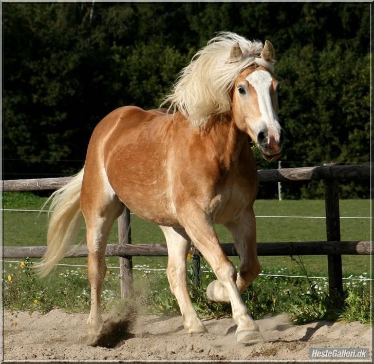 Haflinger Herkules kaldes Laffe himmel hest for altid savnet billede 4