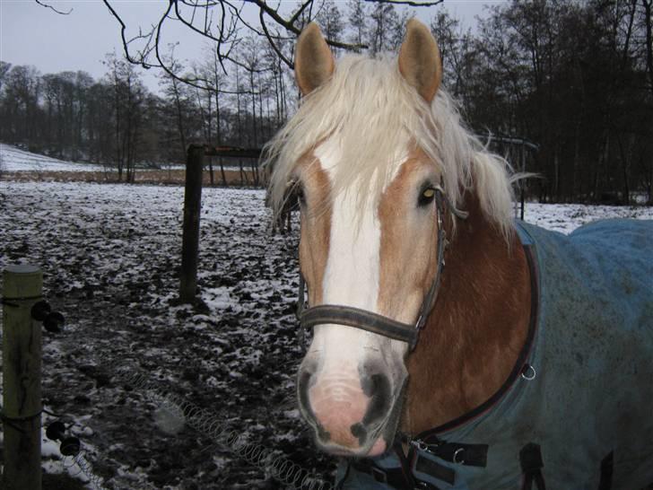 Haflinger Herkules kaldes Laffe himmel hest for altid savnet billede 5