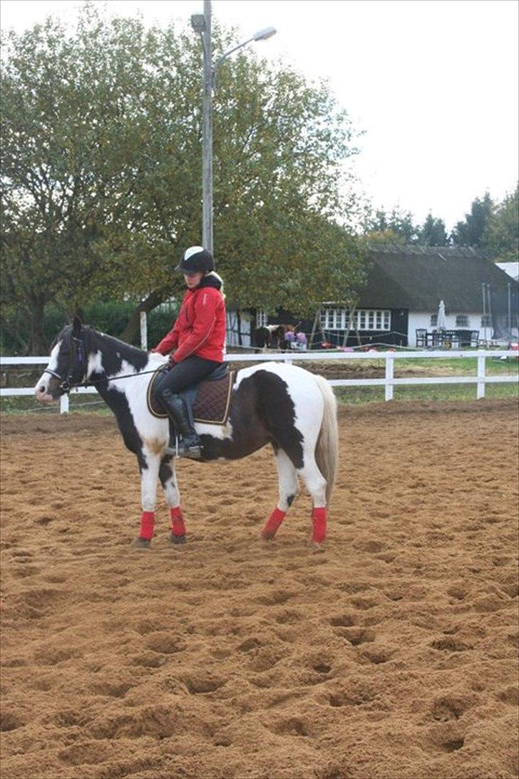 Pinto Svalegårds Alberte*tider  - på ridelejer 2010 billede 11