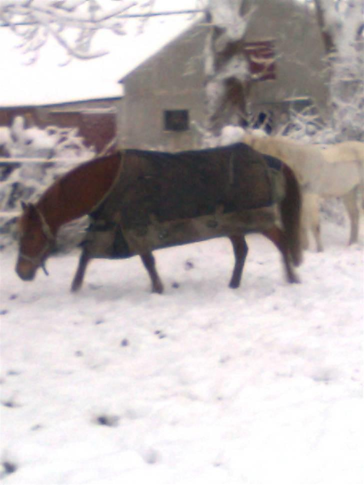 Tysk Sportspony Cassy  - cassy i den fine sne(; billede 10