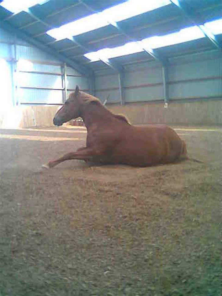 Tysk Sportspony Cassy  - Cassy<3 billede 11