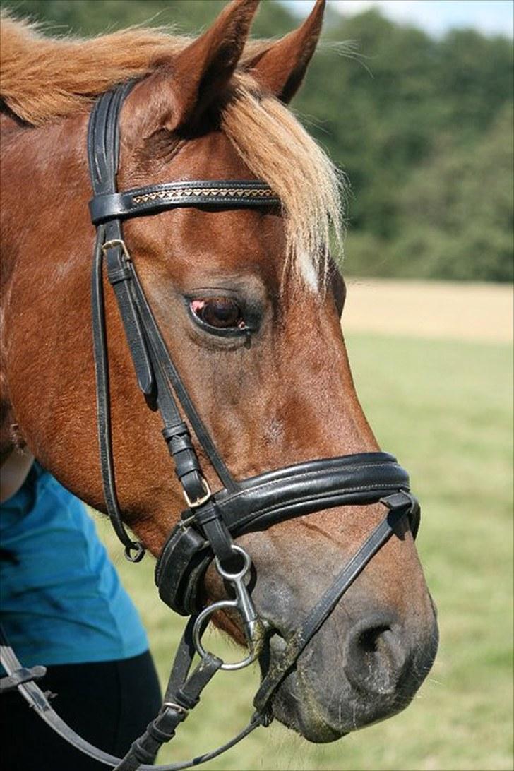 Tysk Sportspony Cassy  - smukke cassy til DM individuel<3 billede 12