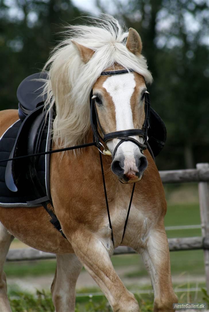 Haflinger Herkules kaldes Laffe himmel hest for altid savnet billede 6