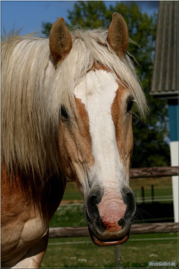 Haflinger Herkules kaldes Laffe himmel hest for altid savnet billede 7