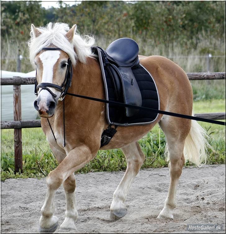 Haflinger Herkules kaldes Laffe himmel hest for altid savnet - Laffe drengen den smukkeste dreng :* billede 8