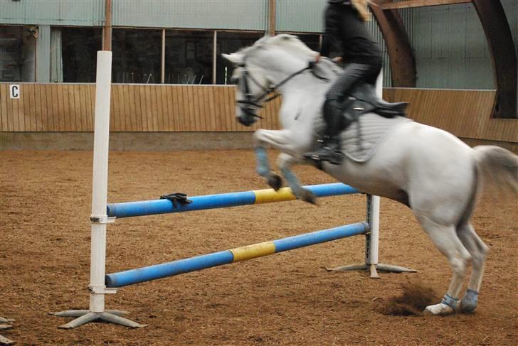 Welsh Partbred (Sec F) Lyngvejens Kenzo - springer 80cm billede 12